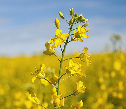 Blossoming plant in field