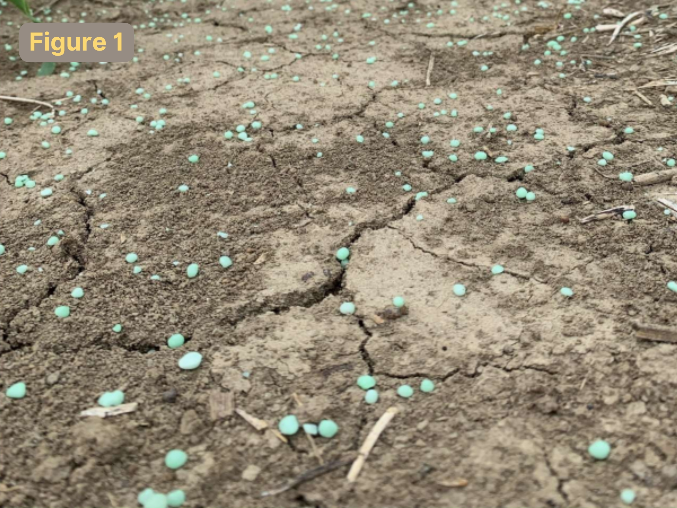 VOLTERRA TREATED UREA APPLIED TO SOIL SURFACE