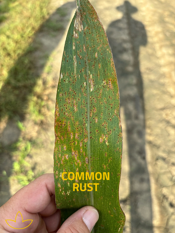 common rust
