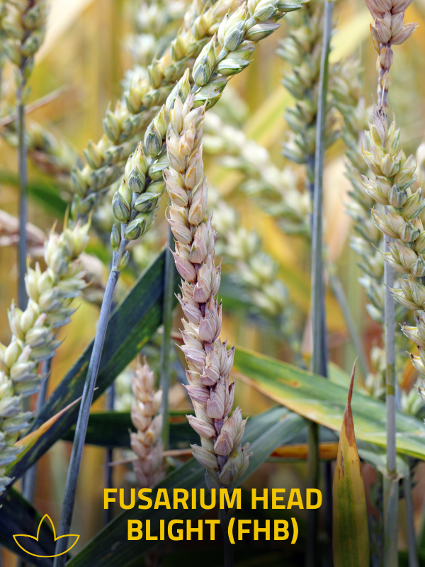 Fusarium head blight (FHB)