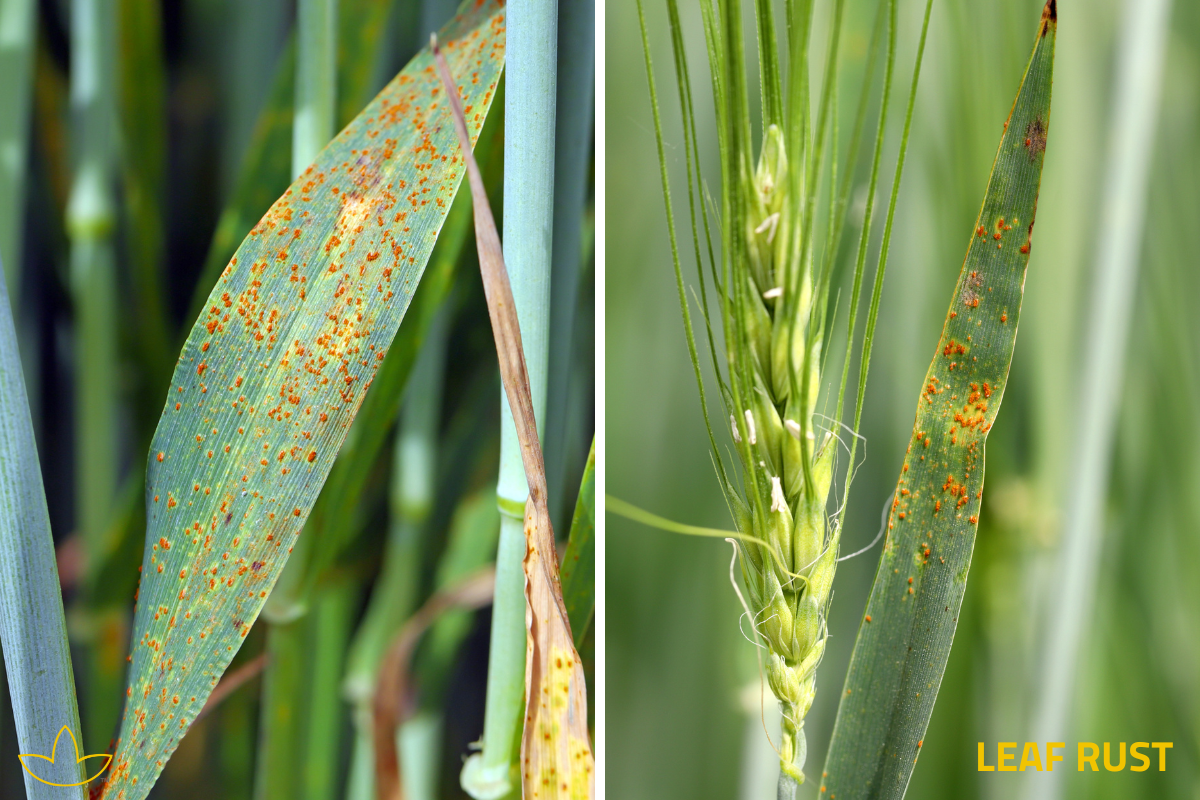 leaf rust