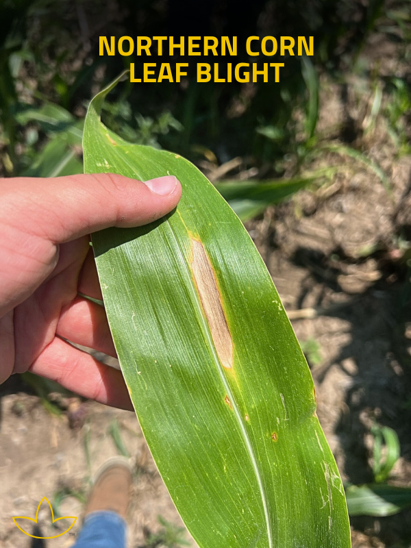Norther Corn Leaf Blight