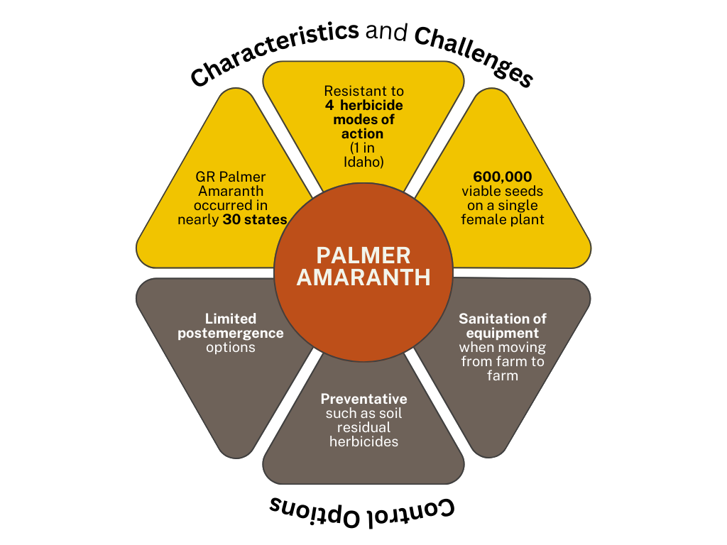 GR Palmer amaranth characteristics challenges control