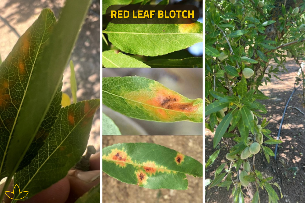 Red Leaf Blotch