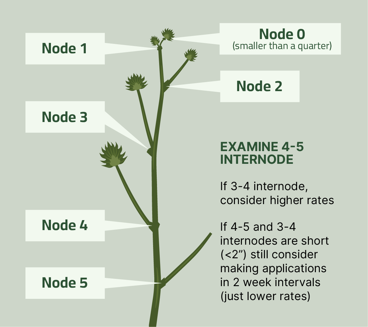 nodes