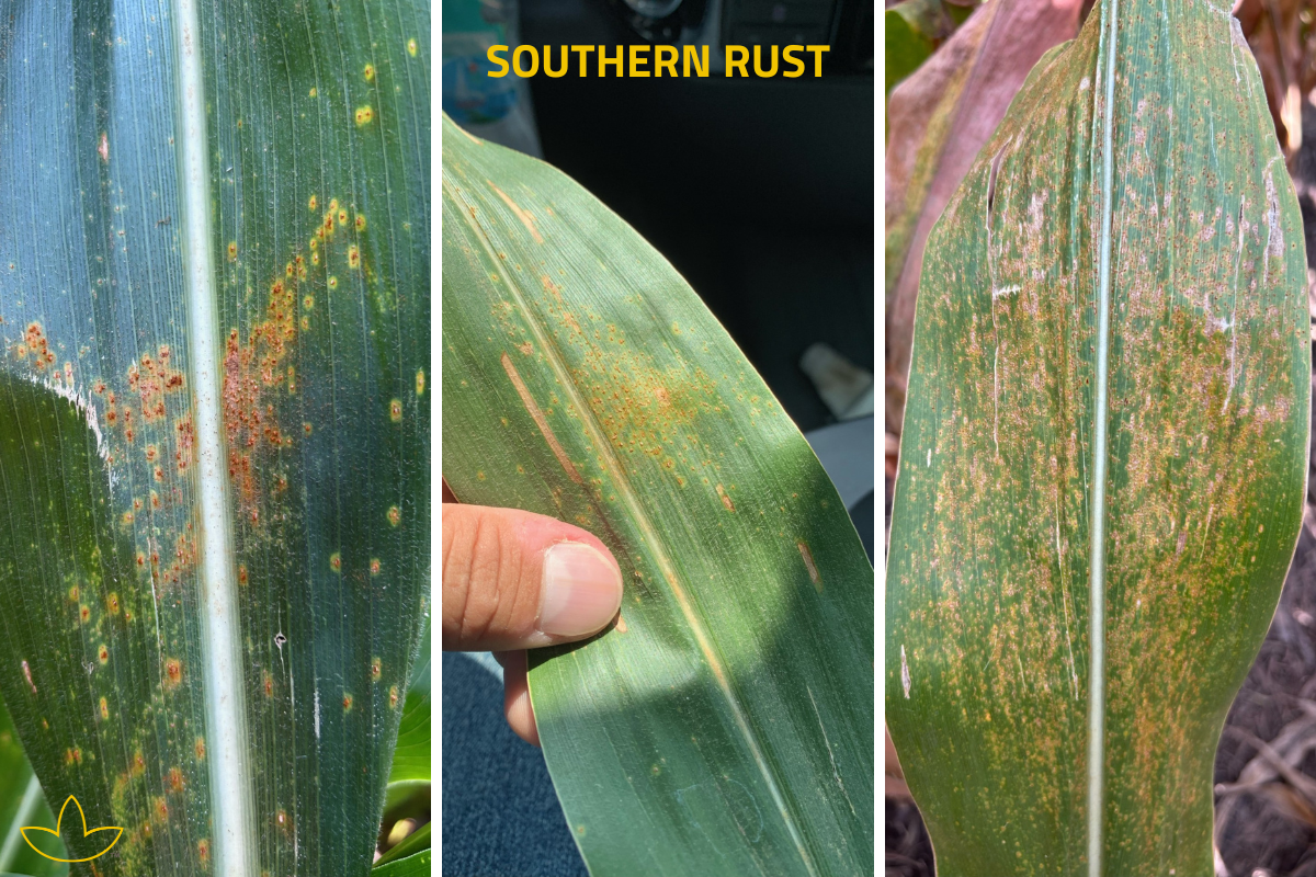 Southern Rust