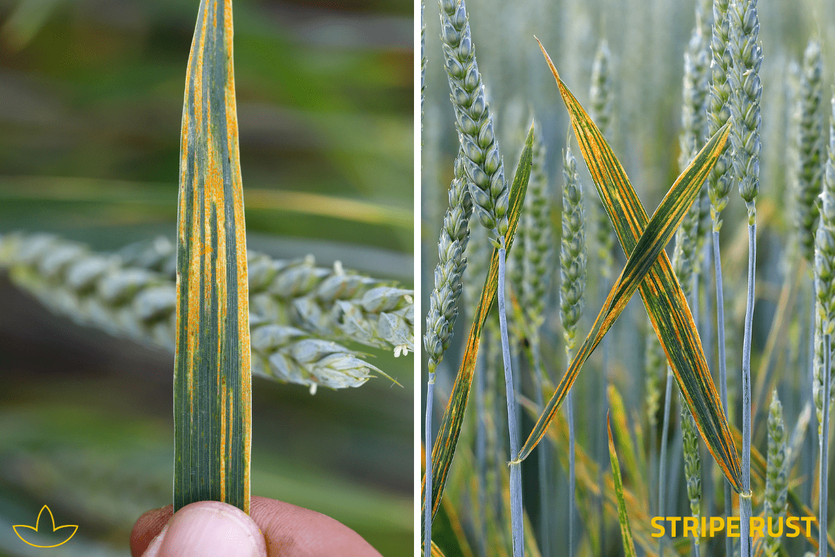 stripe rust